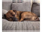 American Staffordshire Terrier DOG FOR ADOPTION RGADN-1382678 - Eros (Hurricane