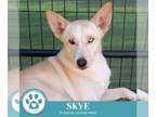 Huskies -Labrador Retriever Mix DOG FOR ADOPTION RGADN-1382755 - Skye (Mom to