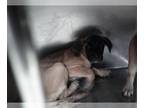 Mastiff Mix DOG FOR ADOPTION RGADN-1383732 - MATILDA - Mastiff / Mixed (medium