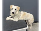 Border Collie-Great Pyrenees Mix DOG FOR ADOPTION RGADN-1384704 - Washington -