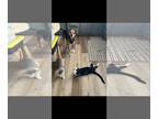 Beagle Mix DOG FOR ADOPTION RGADN-1386178 - Rocky - Shepherd / Beagle / Mixed