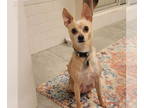 Italian Greyhuahua DOG FOR ADOPTION RGADN-1386183 - Lauressa - Italian Greyhound