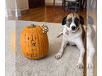 Great Pyrenees Mix DOG FOR ADOPTION RGADN-1386184 - Remi (Bambi Lonestar) -