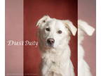 Golden Pyrenees DOG FOR ADOPTION RGADN-1386187 - DUSTY - Great Pyrenees / Golden