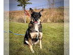 German Shepherd Dog-Huskies Mix DOG FOR ADOPTION RGADN-1386189 - Wachiwi - Husky