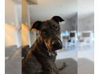American Pit Bull Terrier-Huskies Mix DOG FOR ADOPTION RGADN-1386192 - Ozzy -