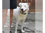 Huskies Mix DOG FOR ADOPTION RGADN-1386193 - Aja - Husky / Shepherd / Mixed