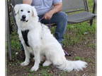 Great Pyrenees Mix DOG FOR ADOPTION RGADN-1386203 - Athena - Great Pyrenees /