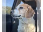 Beagle DOG FOR ADOPTION RGADN-1386215 - Tilly Green - Beagle Dog For Adoption