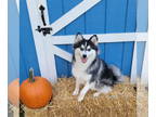 Huskies -Pomeranian Mix DOG FOR ADOPTION RGADN-1386217 - Kai - Husky /