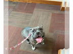 Staffordshire Bull Terrier Mix DOG FOR ADOPTION RGADN-1386218 - Ellie -