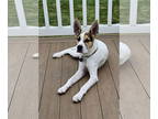 Boxer Mix DOG FOR ADOPTION RGADN-1386224 - Trooper - Boxer / Terrier / Mixed