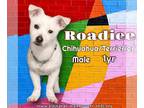Jack Chi DOG FOR ADOPTION RGADN-1386225 - Roadie - Jack Russell Terrier /