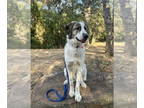 Great Pyrenees Mix DOG FOR ADOPTION RGADN-1386227 - Legend - Great Pyrenees /