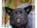 Corillon DOG FOR ADOPTION RGADN-1386231 - Washington - Papillon / Corgi / Mixed