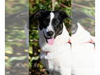 Treeing Walker Coonhound Mix DOG FOR ADOPTION RGADN-1386233 - Pym *LOCAL* -
