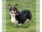Pembroke Welsh Corgi DOG FOR ADOPTION RGADN-1386239 - Cookie - Corgi (medium