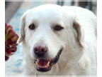 Great Pyrenees-Retriever Mix DOG FOR ADOPTION RGADN-1386240 - Sunny - Great
