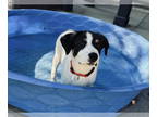 Border Collie-Jack Russell Terrier Mix DOG FOR ADOPTION RGADN-1386242 - Zucchini