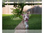 American Pit Bull Terrier DOG FOR ADOPTION RGADN-1386251 - Diamond - Pit Bull