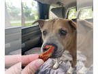 Chow Chow Mix DOG FOR ADOPTION RGADN-1386253 - Lucky - Chow Chow / Australian