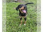 Doberman Pinscher Mix DOG FOR ADOPTION RGADN-1386258 - Puddin - Hound / Doberman