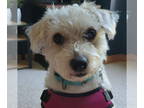 Cairn Terrier-Poodle (Standard) Mix DOG FOR ADOPTION RGADN-1386259 - Lally -