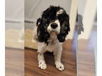 Cocker Spaniel DOG FOR ADOPTION RGADN-1386262 - Midge - Cocker Spaniel (medium