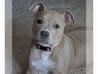American Pit Bull Terrier DOG FOR ADOPTION RGADN-1386263 - Kat - Pit Bull