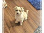 Havanese DOG FOR ADOPTION RGADN-1386267 - Paisley - Havanese (medium coat) Dog