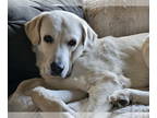 Mix DOG FOR ADOPTION RGADN-1386270 - Boulder - Akbash / Great Pyrenees (medium