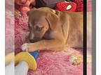 Labrador Retriever Mix DOG FOR ADOPTION RGADN-1386271 - Daphne - Scarlet's
