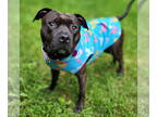 American Pit Bull Terrier DOG FOR ADOPTION RGADN-1386277 - Peggy Sue - American