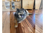 Collie-German Shepherd Dog Mix DOG FOR ADOPTION RGADN-1386280 - Maya - Collie /