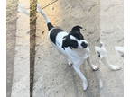 Jack Chi DOG FOR ADOPTION RGADN-1386285 - Bronco - Jack Russell Terrier /