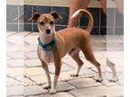 Italian Greyhuahua DOG FOR ADOPTION RGADN-1386290 - Cisco *FH - Italian