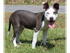 American Pit Bull Terrier Mix DOG FOR ADOPTION RGADN-1386295 - Lance 40262 - Pit