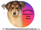 Alusky DOG FOR ADOPTION RGADN-1386307 - Diomede - Alaskan Malamute / Siberian