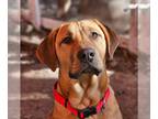 Rhodesian Ridgeback Mix DOG FOR ADOPTION RGADN-1386310 - Rye - Hound / Rhodesian