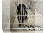 Rottweiler DOG FOR ADOPTION RGADN-1386314 - 2409-0939 Boogie - Rottweiler (short