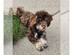 Havanese DOG FOR ADOPTION RGADN-1386325 - Bumbu - Havanese (medium coat) Dog For