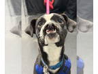 Boston Terrier Mix DOG FOR ADOPTION RGADN-1386327 - Tulip - Boston Terrier /