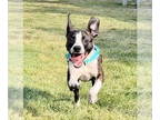 Boston Terrier Mix DOG FOR ADOPTION RGADN-1386328 - Wingnut - Boston Terrier /