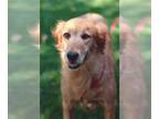 Golden Retriever DOG FOR ADOPTION RGADN-1386330 - Mona - Golden Retriever