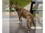 Huskies Mix DOG FOR ADOPTION RGADN-1386332 - Mama Quinn - Husky / Terrier /