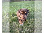 Huskies Mix DOG FOR ADOPTION RGADN-1386335 - Caramel Apple - Husky / Mixed Dog