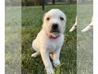 Huskies Mix DOG FOR ADOPTION RGADN-1386336 - Pumpkin Pie - Husky / Mixed Dog For