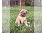 Huskies Mix DOG FOR ADOPTION RGADN-1386338 - Flannel - Husky / Mixed Dog For