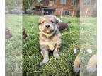 Huskies Mix DOG FOR ADOPTION RGADN-1386339 - Gourd - Husky / Mixed Dog For
