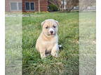 Huskies Mix DOG FOR ADOPTION RGADN-1386340 - Acorn - Husky / Mixed Dog For